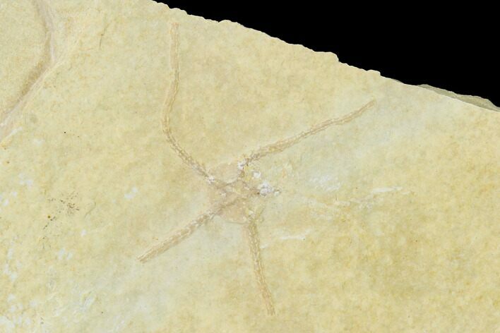 Jurassic Brittle Star (Sinosura) Fossil - Solnhofen #143317